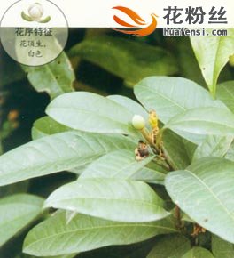 香港木兰简介-香港木兰形态特征-香港木兰观赏用途